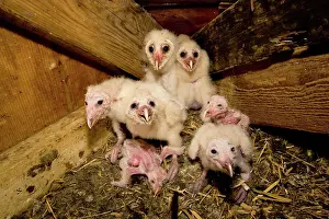 Owlets: Barn Owlets