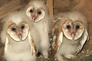 Baker: Barn Owlets