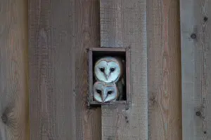 Alba: Barn Owls