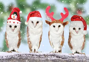 270921: Four barn owls in Christmas hats