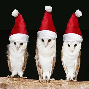 070219: Barn Owls with Christmas hats