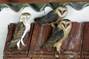 Disused: Barn Owls - roosting in disused cow shed