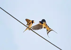 Wires: Barn Swallow