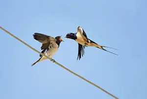 Wires: Barn Swallow