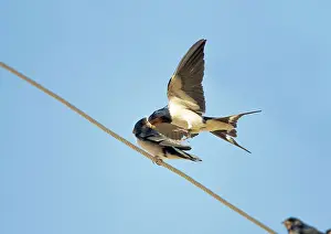 Wires: Barn Swallow