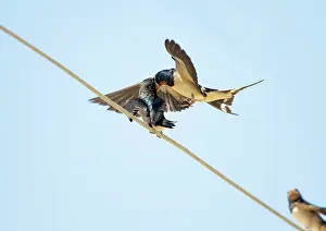 Wires: Barn Swallow