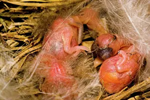 Rustica: Barn Swallow