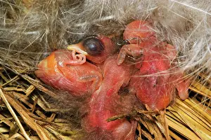 Rustica: Barn Swallow