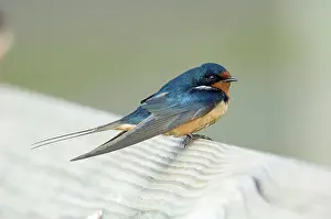Rustica: Barn Swallow