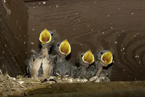 Rustica: Barn Swallow