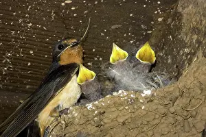 Rustica: Barn Swallow