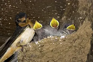 Rustica: Barn Swallow