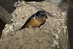 Rustica: Barn Swallow