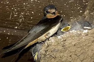 Rustica: Barn Swallow