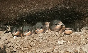 Clay: Barn Swallow