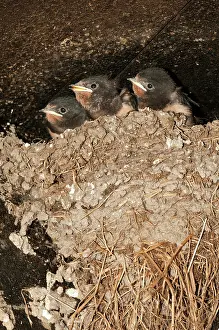 Clay: Barn Swallow