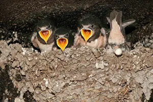 Clay: Barn Swallow