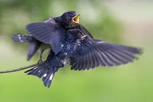 Crash: Barn Swallow