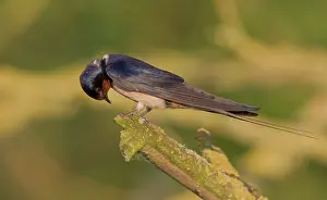 Rustica: Barn Swallow