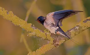 Rustica: Barn Swallow