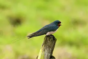 Rustica: Barn Swallow