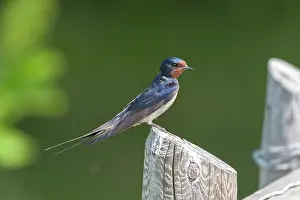 Rustica: Barn Swallow