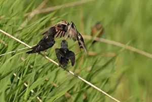 Rustica: Barn Swallow
