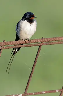Rustica: Barn Swallow