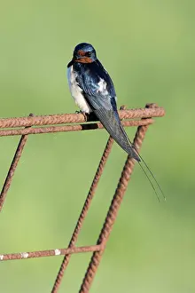 Rustica: Barn Swallow