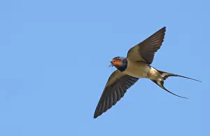 Rustica: Barn Swallow