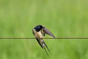 Lutjewinkel: Barn Swallow