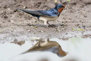 Rustica: Barn Swallow