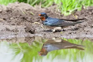 Rustica: Barn Swallow