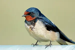 Rustica: Barn Swallow