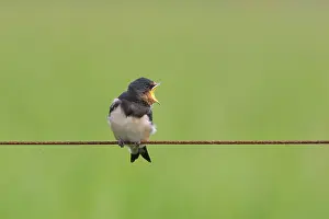 Rustica: Barn Swallow