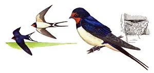 Rustica: Barn Swallow