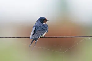 Rustica: Barn Swallow