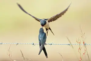 Rustica: Barn Swallow