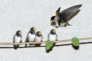 Fledgelings: Barn Swallow - adult feeding fledgelings