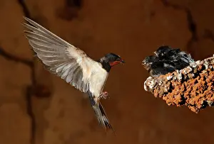Mario Cea: Barn Swallow adult in flight feeding her brood