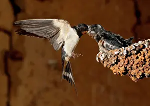 Mario Cea: Barn Swallow adult in flight feeding her brood