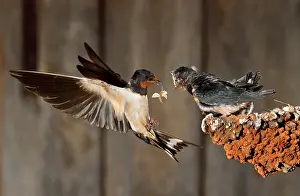 Mario Cea: Barn Swallow adult in flight feeding her brood