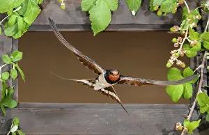 Mario Cea: Barn Swallow adult flying through a window
