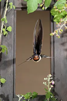 Mario Cea: Barn Swallow adult flying through a window