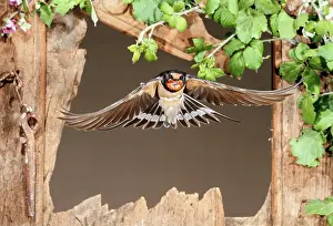Mario Cea: Barn Swallow adult flying through a window frame