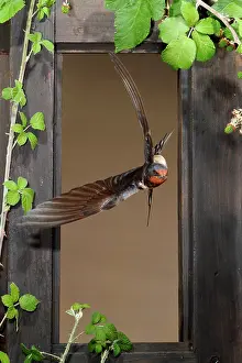 Mario Cea: Barn Swallow adult flying through a window frame