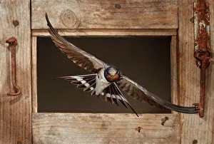 Rustica: Barn Swallow adult flying through a window frame