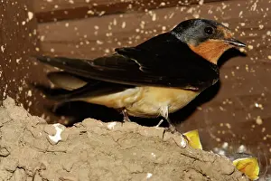Rustica: Barn Swallow adult at nest with chicks
