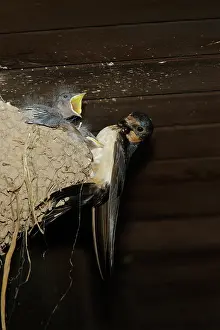 Rustica: Barn Swallow adult at nest feeding chicks