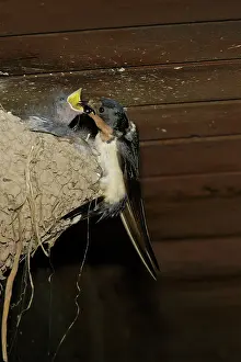 Rustica: Barn Swallow adult at nest feeding chicks